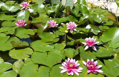 Villa Tropica, total privacy, tropical garden and private pool - Photo 62