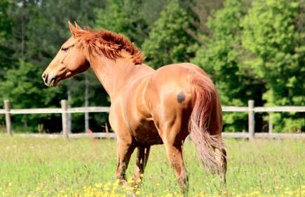 Maison Moz - Foto 38