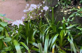 Garden Suite - Foto 29