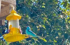 Chalé 2 Alto na Montanha, com garagem coberta - Foto 16