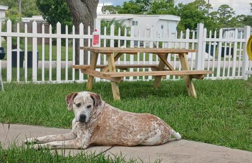 Turtles Nest of Port Orange - Photo 30