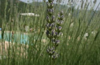 Agriturismo Tre Monti - Photo 14