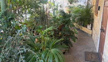 Casa Elisa Canarias - Foto 2