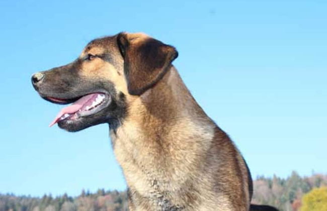 Inviting Apartment in Freyung With Sauna & Indoor Pool - Foto 63