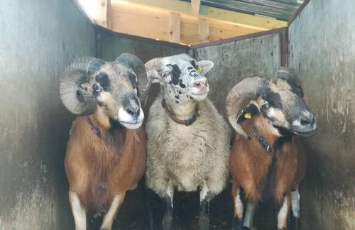 Gemütliche Wohnung auf dem Ziegenhof - Foto 11