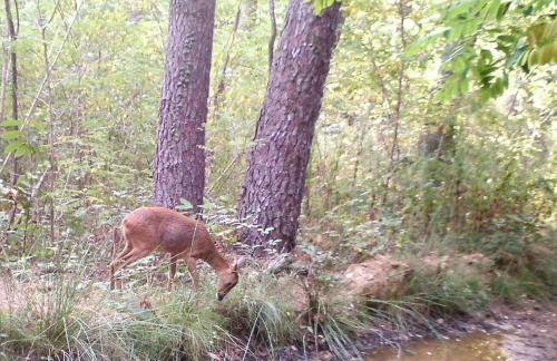 Demeure du XVIIIème siècle - Vallée Vézère - Photo 66