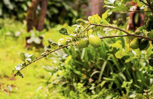 Live Buenavista El Palmar - Foto 45