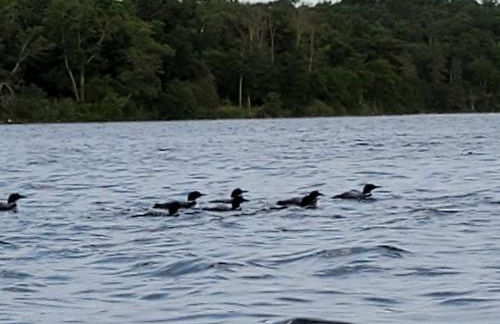 Classic American Getaway in a Lakeside Cabin near Detroit Lakes and Itasca State Park, Minnesota - Foto 4
