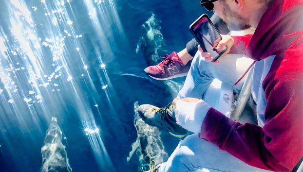 Photographiez les dauphins depuis le bateau