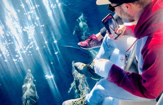 Observation de dauphins à Tauranga - Photo 3