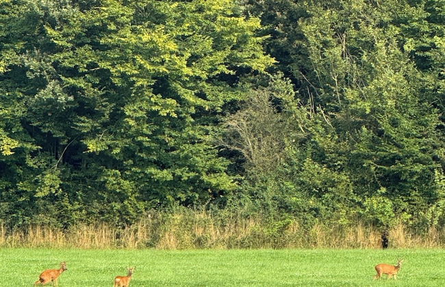 la maison dans les bois - Foto 11
