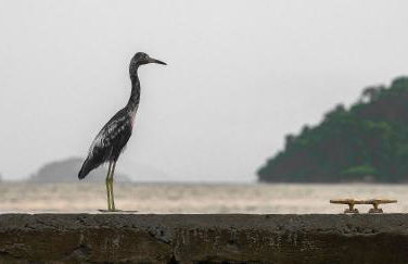 Casa Waimea - Linda casa com praia particular - Foto 72