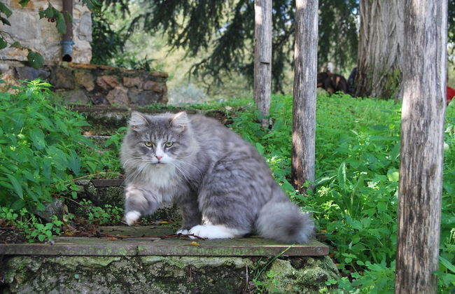 Il Daino Bianco Country Hotel - Foto 53