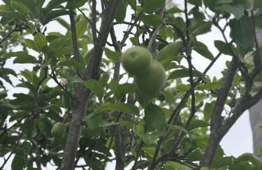 Oceanside Tropical Resort with HEATED POOL & SPA! - Foto 10