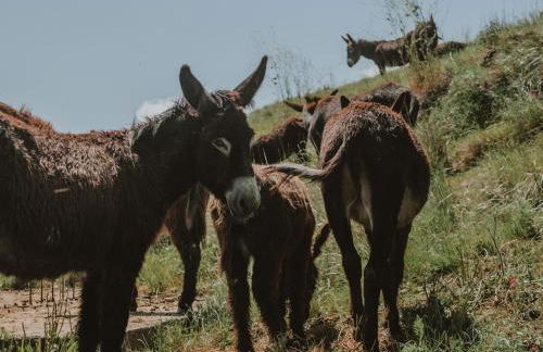 Antico Feudo San Giorgio - Foto 23