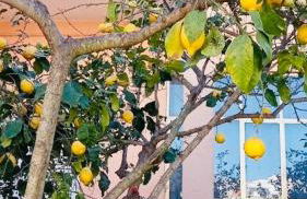 Casa Maria e giardino di limoni - Foto 47