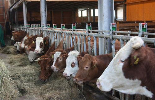 Bürschtehanse-Hof - Foto 9