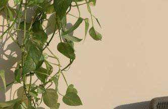 Ikia Mia Sea View - Photo 8