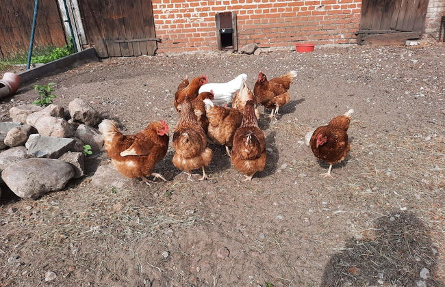 Ferienwohnung 2 am Vilzsee in Mirow - Photo 18