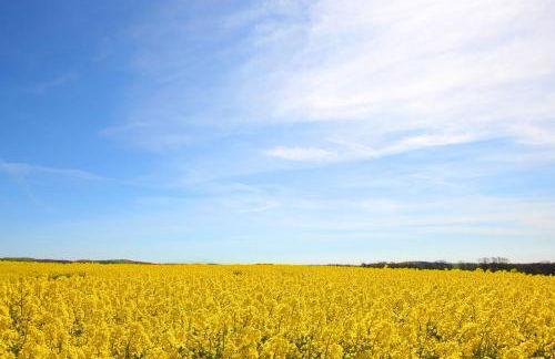 nah am Meer, ruhige Lage, gratis Nutzung vom AHOI Erlebnisbad und Sauna in Sellin - Haus Büdnerstube FeWo 2 - Foto 31