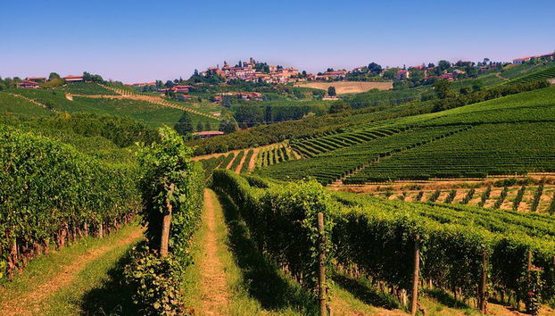 Balade dans le vignoble