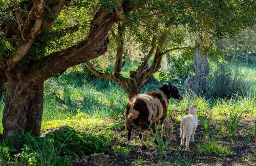 Ca na Barons - Foto 34