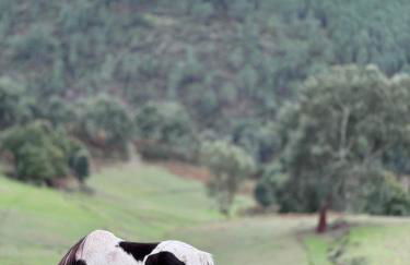 Casa do Esquilo - Foto 25