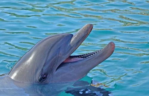 Lulu's Key House Kemp Ridley 1/1 Downstairs - Foto 52