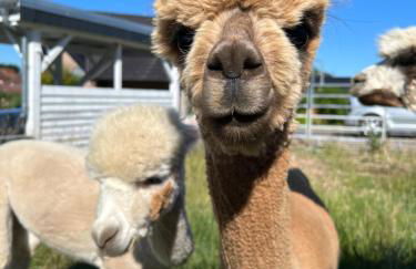 FeWo mit Alpaka Blick - Photo 18