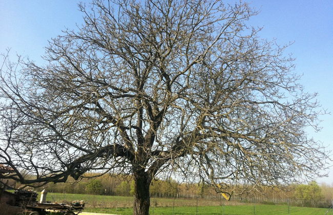 Agriturismo Antico Noce - Foto 15