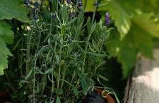 Ferienwohnung Gentsch in Schmannewitz - Foto 35