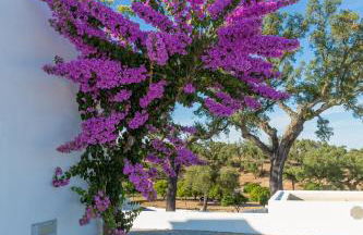 Monte das Texugueiras - Foto 50