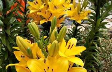 Casa 99 in Barbéns, Miranda do Corvo - Foto 18