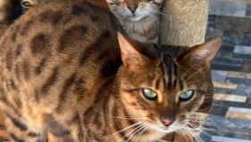 VILLA CHETRUS Casa en plena naturaleza - Foto 2