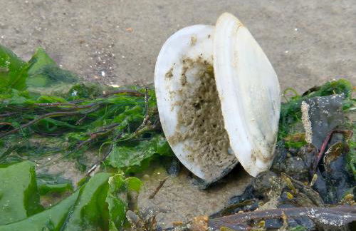 Ferienhaus Klabautermann - Foto 47