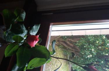 Giardino delle rose - Foto 32