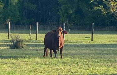 Cabin 2 - steps from the river! - Foto 21