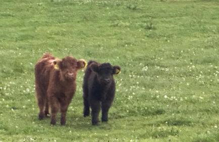 Villa Barka - Foto 42