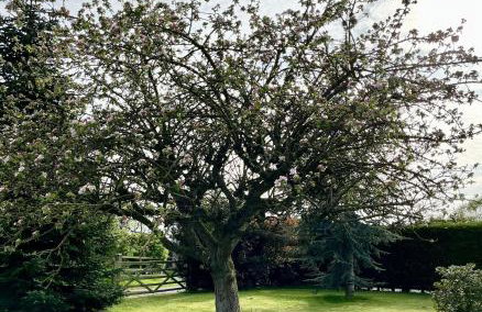 Orchard Hideaway, Bielby, York - Photo 25