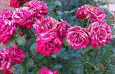 lastva 1&2 - Photo 58