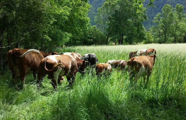 Cabana En La Pradera Lindo Paisaje En Pucon - Foto 29