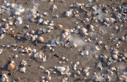 Ferienwohnungen "Strand & Gut" - Dietmar Opel - Foto 67