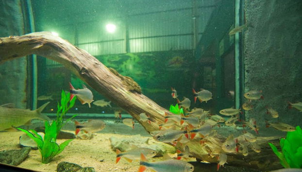 Fish in the Bonito Aquarium