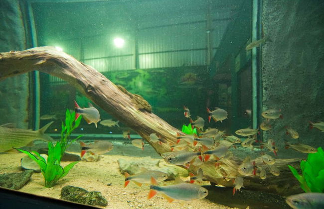 Bonito Aquarium Guided Tour - Photo 3