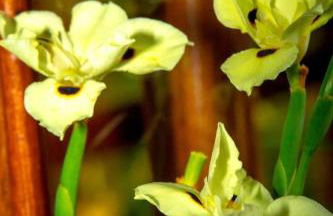 Pousada Dudu Ville - Photo 46