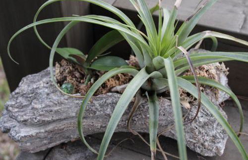 Royal Palms Villa, Pool, Spa, Private Gate, 1,5 acre - Foto 33