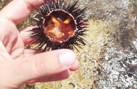 LaVí - Splendido appartamento sul mare - Foto 31