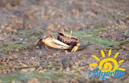 Pegada By Algartur - Foto 44