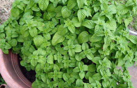 La Cascina di Muttley - Foto 52