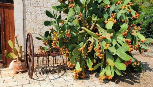 Masseria Agrituristica Lama San Giorgio - Foto 4, Garden, Garden view